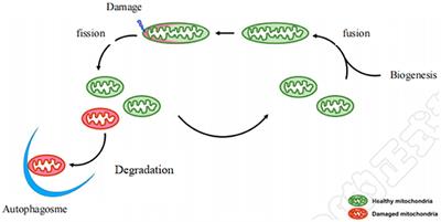Regulation of Mitochondrial Dynamics by Aerobic Exercise in Cardiovascular Diseases